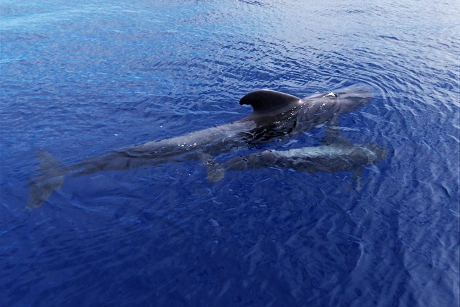 Los Gigantes Whale Watching Charter by Sail Boat - Should you book the Los Gigantes sailing trip?