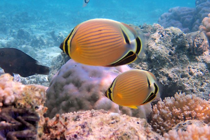 LUXURY PRIVATE Catamaran Bora Bora : Full-Day Trip - Sting rays, eagle rays, and a sheltered swimming stop