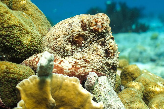 Luxury snorkel trip on a spacious wooden schooner and local lunch - A homemade Caribbean lunch on board