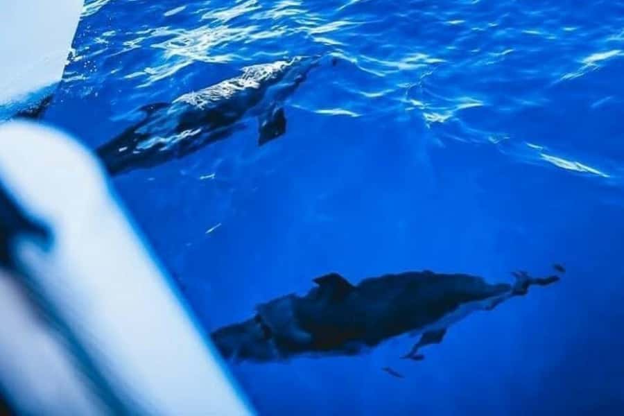 Maalaea: West Maui Snorkeling & Sailing Day Trip with Lunch - Finding Slip 72 at Maalaea Harbor