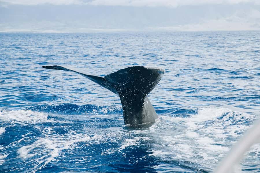 Maalaea: West Maui Snorkeling & Sailing Day Trip with Lunch - My Call: Book It If You Want a Full Ocean Day
