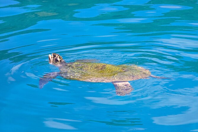 Major Tom -Sailing Day Cruise, with Snorkeling, Lunch & More! - BBQ lunch, fruit, and time to relax