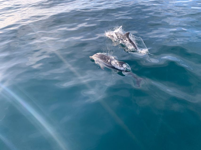 Marbella: Sailing & Dolphin Watching with Snacks and Drinks - Should you book the Puerto Banús dolphin sail?