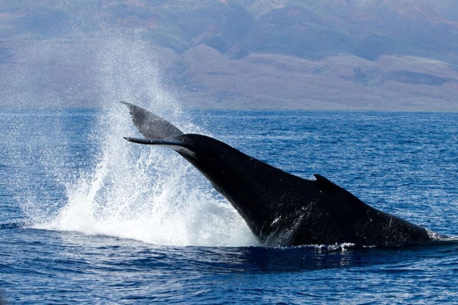 Maui: Deluxe Whale Watch Sail & Lunch from Ma<code>alaea Harbor – Key points to know before booking’ /></p>
<ul>
<li><strong>Whale songs through a hydrophone:</strong> Listen to humpbacks underwater while the naturalist explains their sounds and behavior.</li>
<li><strong>A 2.5-hour cruise from Maalaea Harbor:</strong> The boat trip is long enough for serious whale watching without taking up your whole day.</li>
<li><strong>Lunch made for eating at sea:</strong> Sliders, fruit, salads, dips, and desserts are practical choices in a moving boat.</li>
<li><strong>Whale sightings are guaranteed:</strong> If you do not see whales, you can take another whale watch of equal or lesser value within one year.</li>
<li><strong>A conservation-minded operator:</strong> Profits support ocean research, education, and conservation programs.</li>
<li><strong>Family-friendly learning:</strong> Children can take part in the onboard Jr. Naturalist Program.</li>
</ul>
<h2>Leaving Maalaea Harbor for the whale grounds</h2>
<p><img width="853" height="640" decoding="async" src=