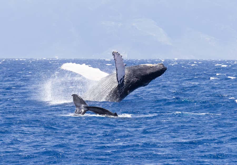 Maui: Ka'anapali Whale Watching Cruise on Luxury Sailboat - Starting from Kaanapali Beach instead of a harbor