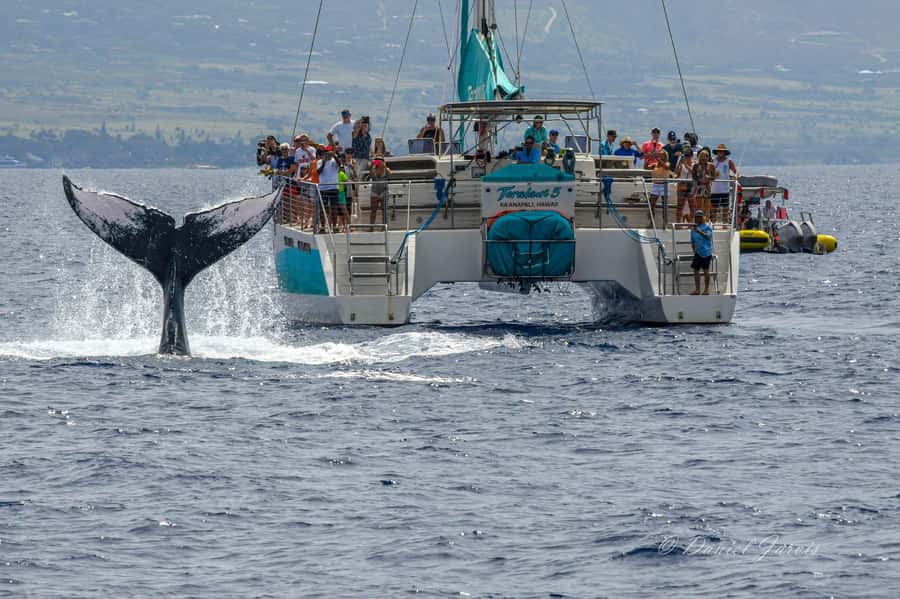 Maui: Ka'anapali Whale Watching Cruise on Luxury Sailboat - Searching for humpback whales off West Maui