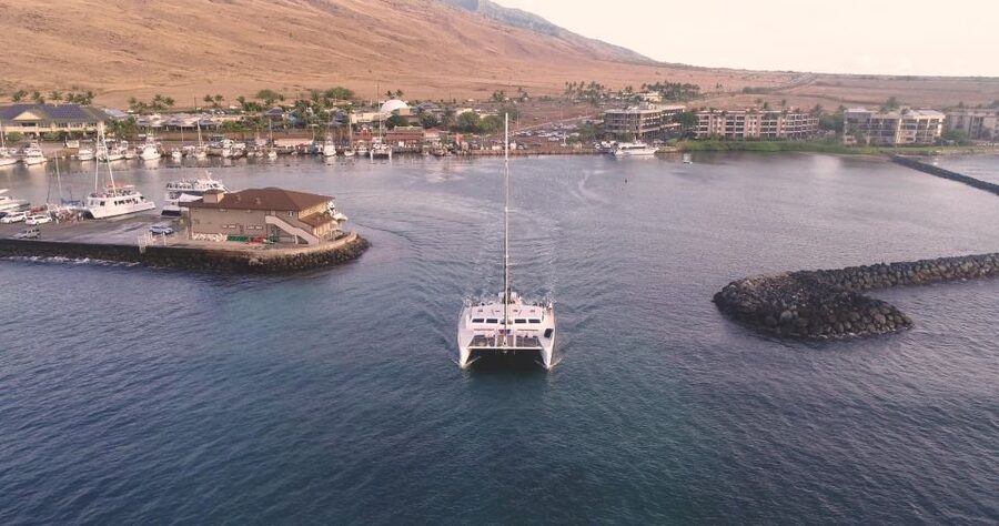 Maui: Luxury Catamaran Whale Watch & Sail - Why Maui’s winter whale season matters