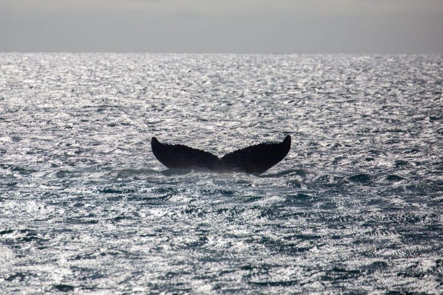 Maui: Luxury Catamaran Whale Watch & Sail - Hearing humpback songs with the onboard hydrophone