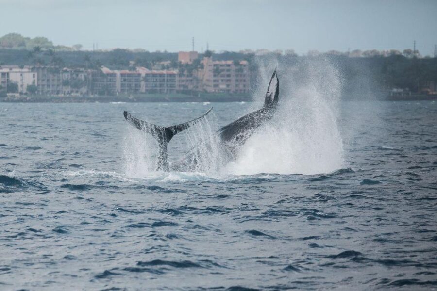 Maui: Luxury Catamaran Whale Watch & Sail - Catamaran comfort for a full two-hour outing