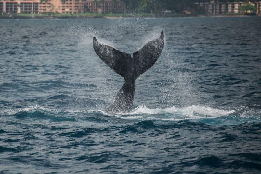 Maui: Luxury Catamaran Whale Watch & Sail - Local food and an open bar onboard