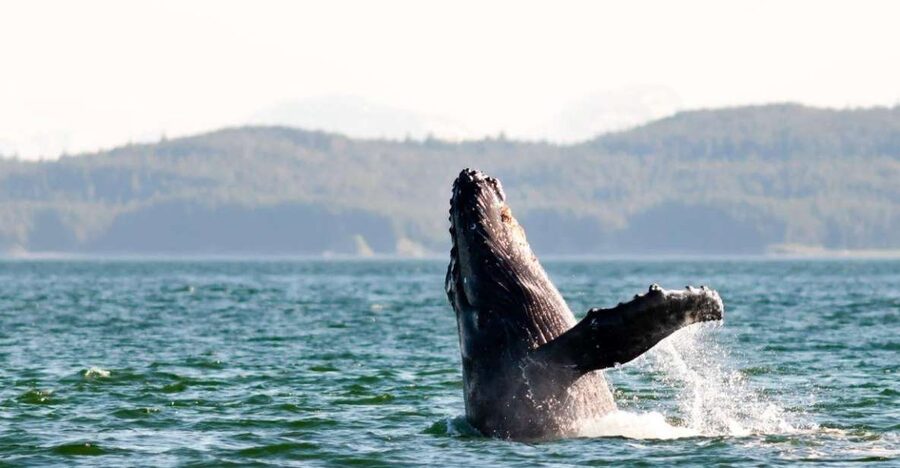 Maui: Luxury Catamaran Whale Watch & Sail - Photography without losing the moment