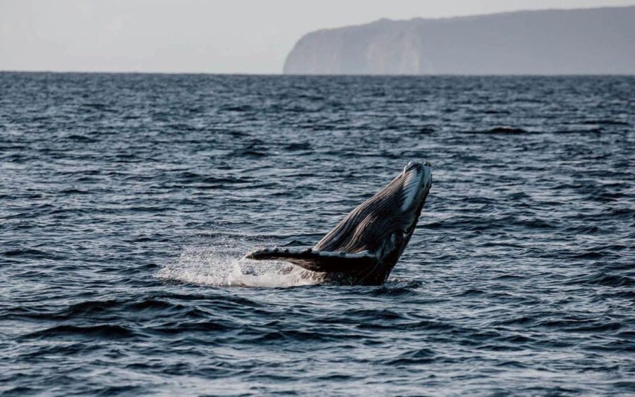Maui: Luxury Catamaran Whale Watch & Sail - Is $119 a fair price?