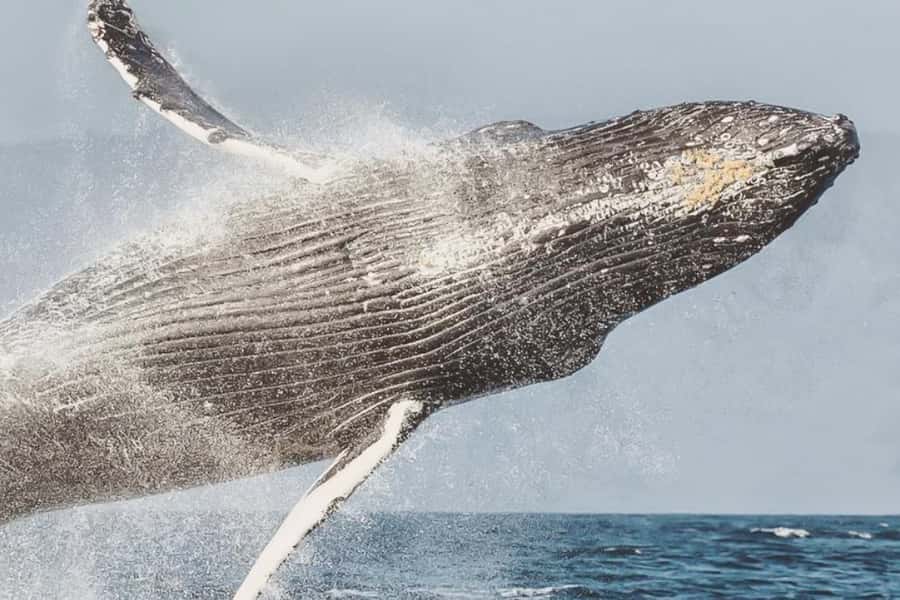Maui: Midday Sail with the Whales Māʻalaea Harbor - Why Maui Is a Strong Place to Watch Humpbacks