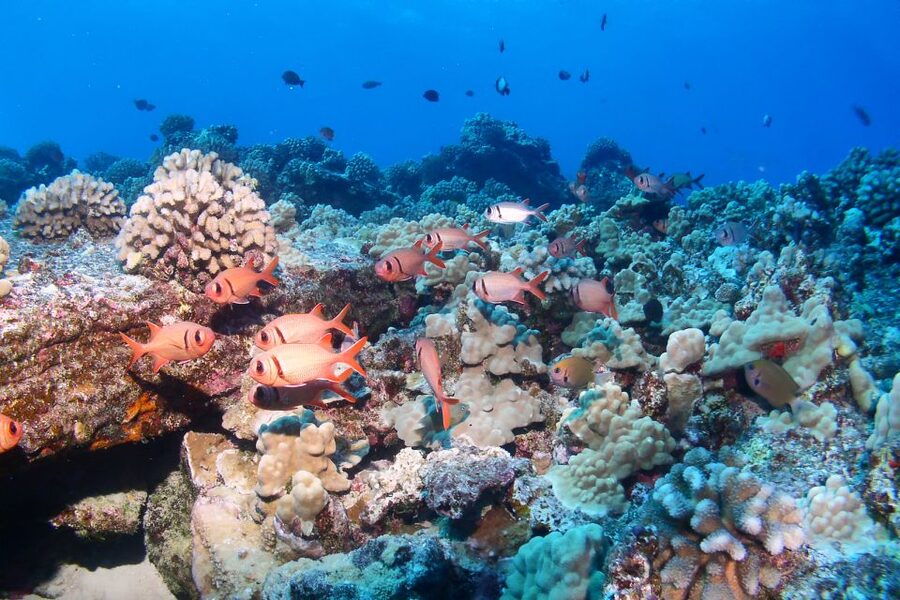 Maui: Molokini Snorkel and Performance Sail with Lunch - Sailing from Ma’alaea Harbor on Paragon II