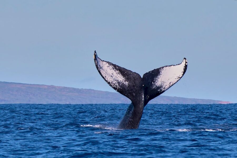 Maui: Molokini Snorkel and Performance Sail with Lunch - Crew service and the feel onboard