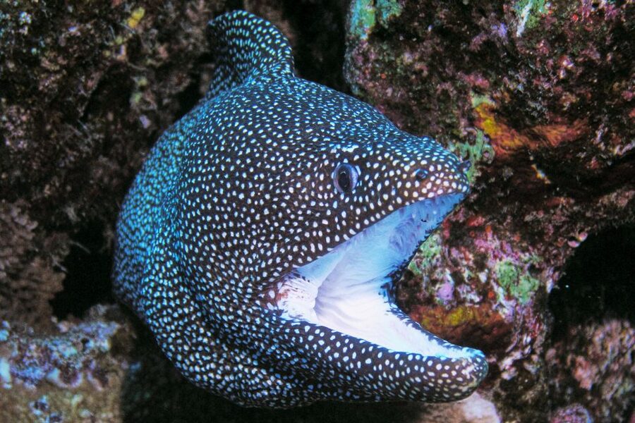 Maui: Molokini Snorkel and Performance Sail with Lunch - Who should book this Molokini tour?