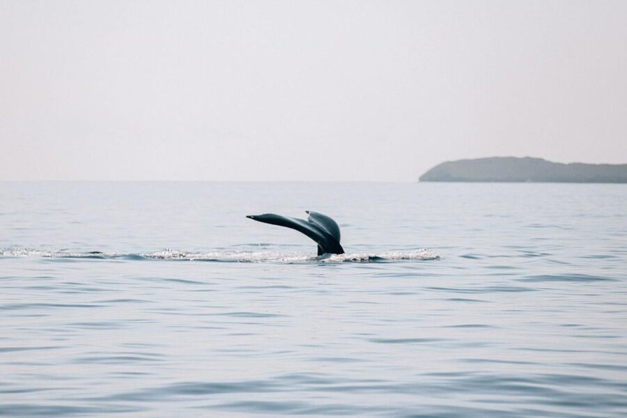 Maui: Morning Sail with the Whales Ma'alaea - Should you book the Sail Maui whale sail?