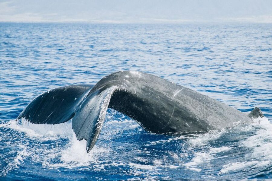 Maui: Morning Sail with the Whales Ma'alaea - Coffee, fruit, pastries, and an open bar