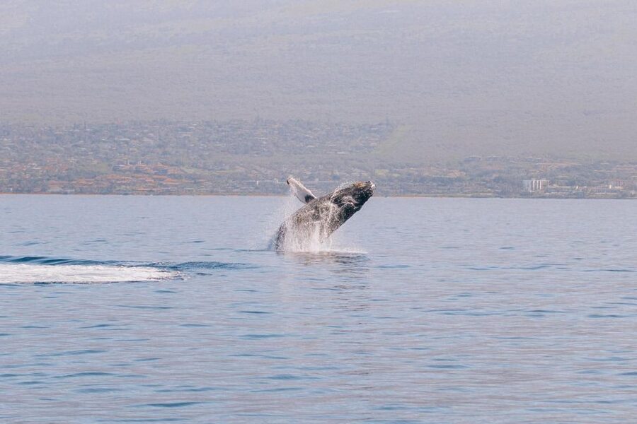 Maui: Morning Sail with the Whales Ma'alaea - Who will enjoy this morning sail most