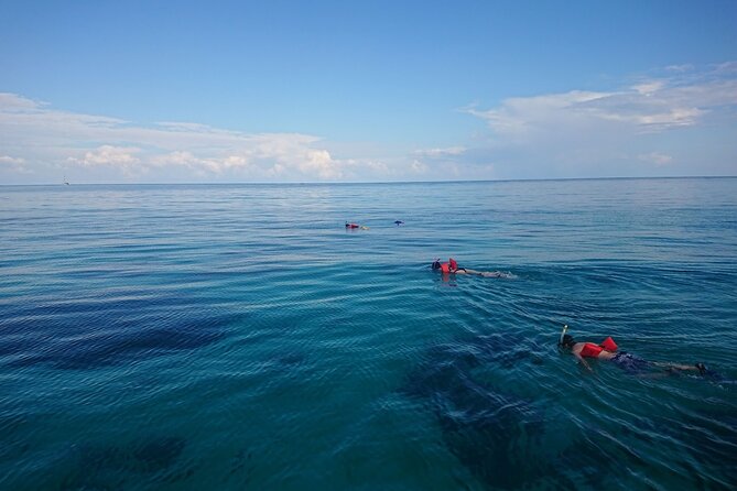 Mexico Rocks Day Sail Shared Guided Tour - Mexico Rocks, coral heads and busy reef life