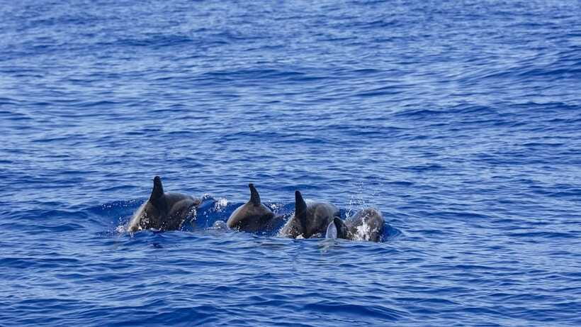 Mirissa: Sunset Catamaran Sailing Boat Tour with Dinner - Practical details that can make the evening better