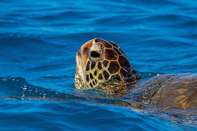 Moana’s Waikīkī Grand Guided Turtle Snorkel & Sailing Adventure - Choosing the best departure time
