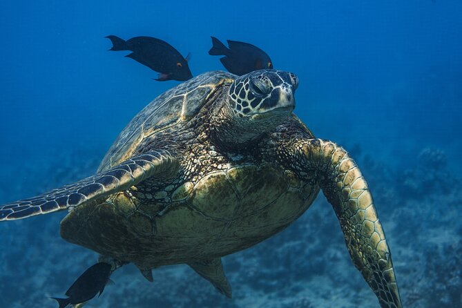 Moana’s Waikīkī Grand Guided Turtle Snorkel & Sailing Adventure - Turtles, fish, and the luck of the day