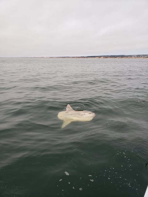 Monterey: Private Whale Watching/Sailing Tour for 6 - The wildlife search: whales, dolphins, and smaller surprises