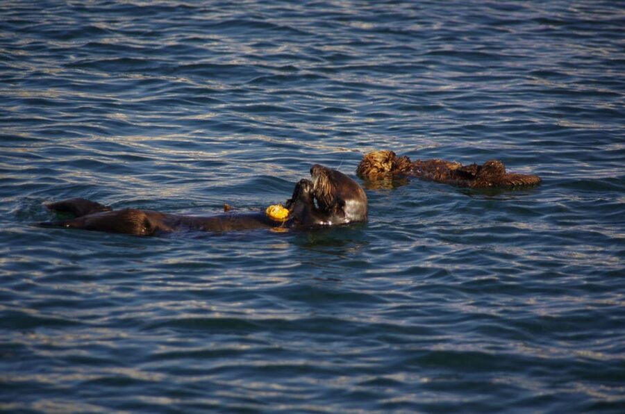 Monterey: Private Whale Watching/Sailing Tour for 6 - A captain-led experience with a local angle
