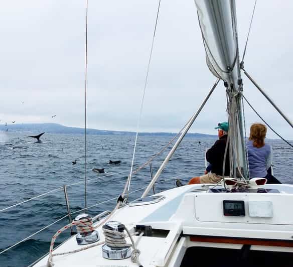 Monterey: Private Whale Watching/Sailing Tour for 6 - How the $950 price compares in real value