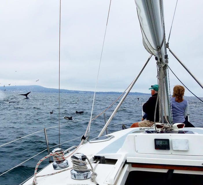 Monterey: Private Whale Watching/Sailing Tour for 6 - Who will get the most from this outing