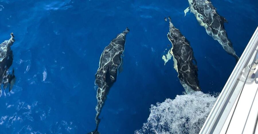 Morro Jable: Sailing Boat Excursion with Food and Drinks - The wildlife search, with no promises attached