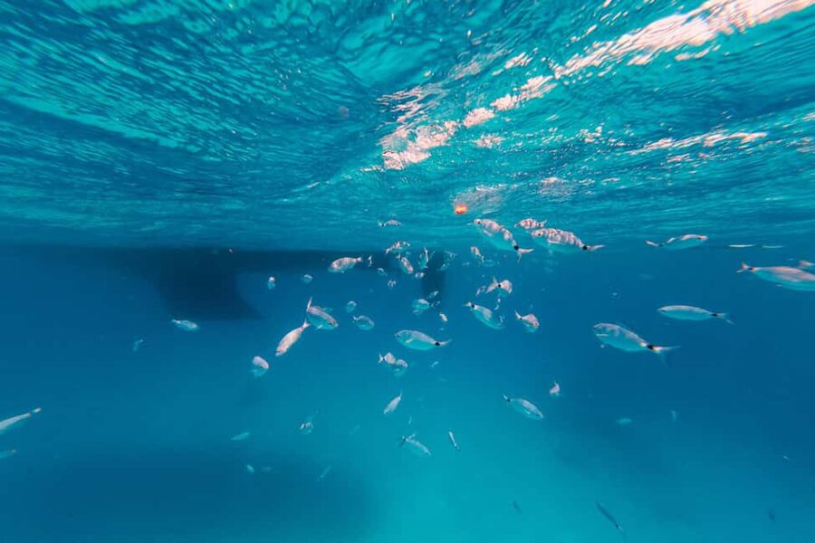 Naxos: Sailing Cruise with Lunch & Drinks - Group size and the feel aboard
