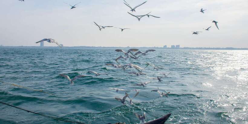 Negombo: Catamaran Sailing with Traditional Fishermen - Returning through the lagoon