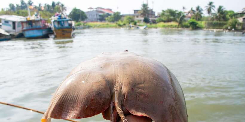 Negombo: Catamaran Sailing with Traditional Fishermen - Who will enjoy the fishing trip most