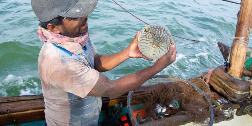 Negombo: Catamaran Sailing with Traditional Fishermen - Starting with hotel pickup in Negombo or Colombo
