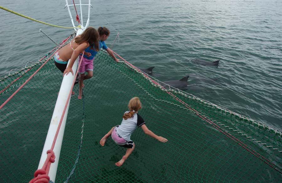 Nelson Bay: Dolphin Watch Cruise and Sail - Why this Nelson Bay dolphin cruise is worth your time