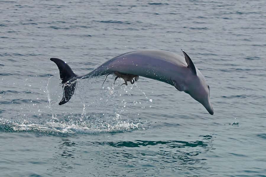 Nelson Bay: Dolphin Watch Cruise and Sail - Setting out across Port Stephens