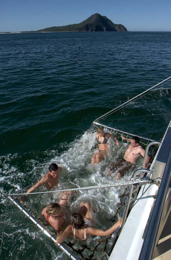 Nelson Bay: Dolphin Watch Cruise and Sail - Watching dolphins in their natural home