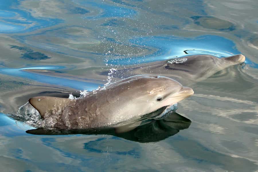 Nelson Bay: Dolphin Watch Cruise and Sail - Who will enjoy this cruise most
