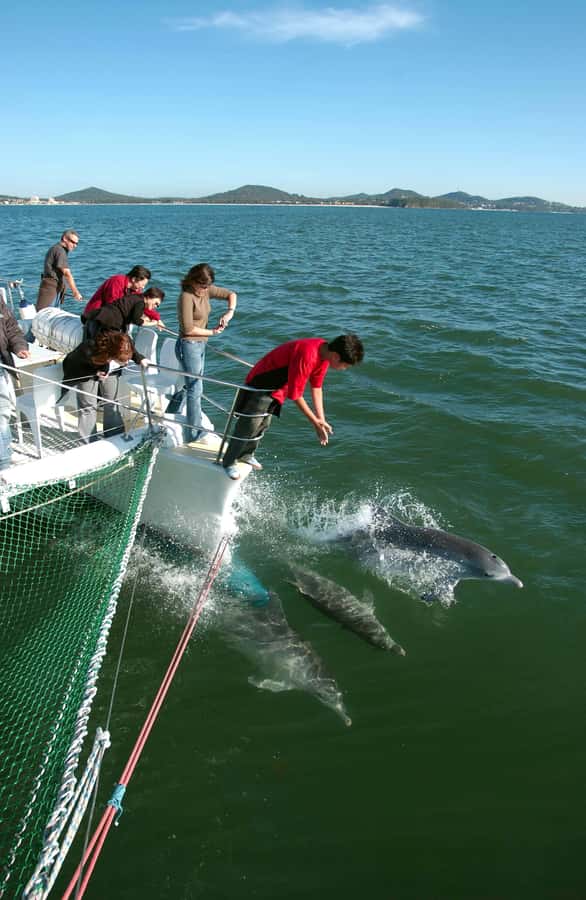 Nelson Bay: Dolphin Watch Cruise and Sail - Meeting Imagine at d’Albora Marina