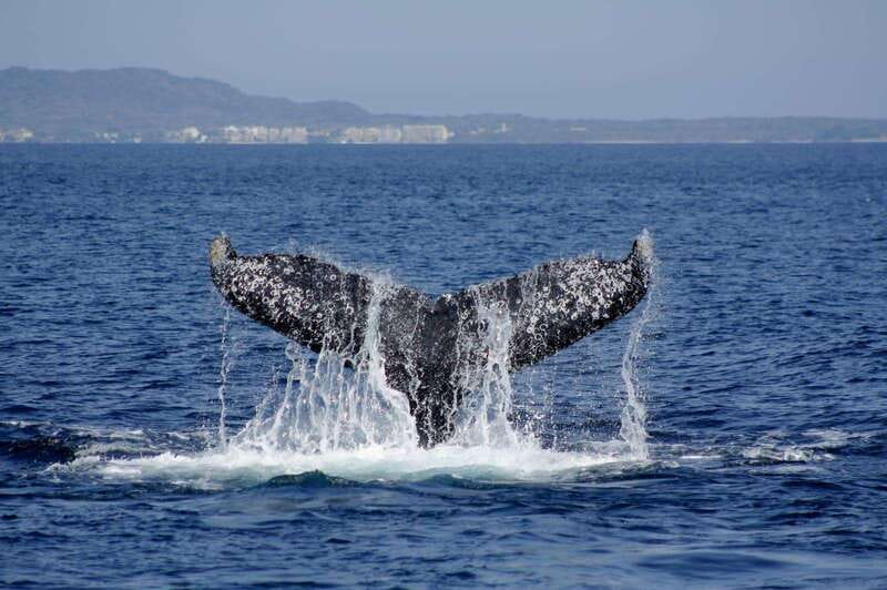 Nuevo Vallarta: Whale Watching by Sailboat Tour - Watching Humpback Whales Without Chasing Them