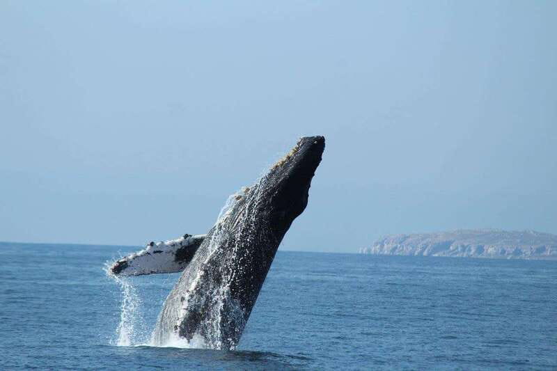 Nuevo Vallarta: Whale Watching by Sailboat Tour - What the Small Group Means for You