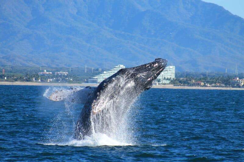 Nuevo Vallarta: Whale Watching by Sailboat Tour - What to Bring for a Comfortable Morning