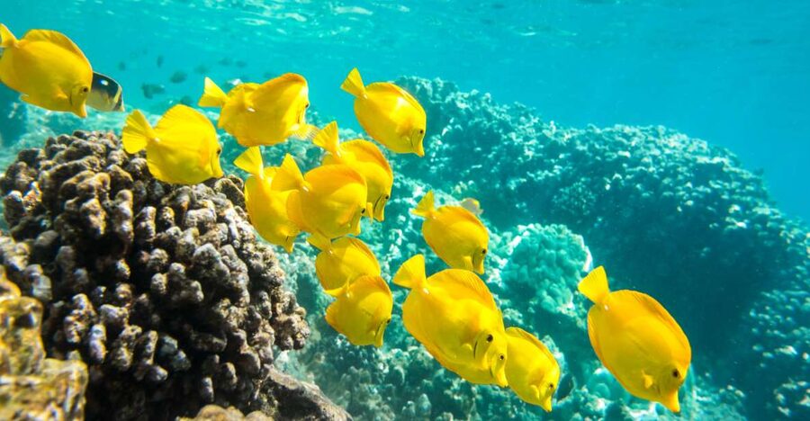 Oahu: Waikiki Turtle Snorkel Sail - Key points to know before booking