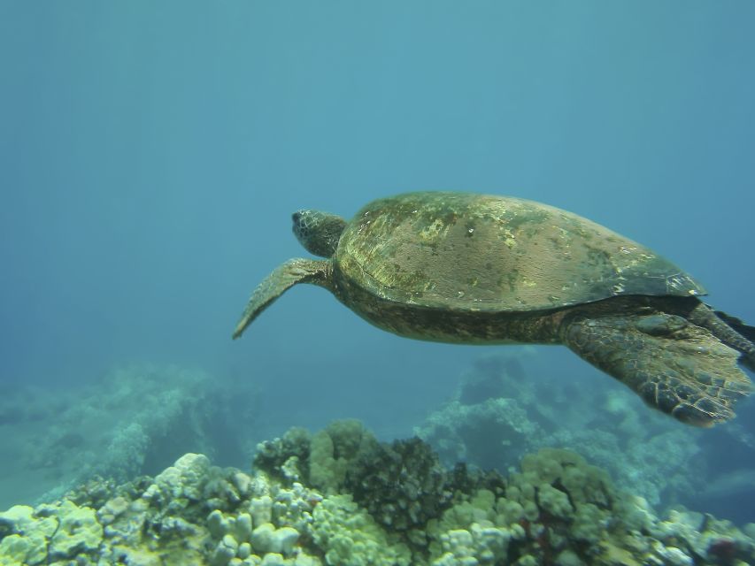 Oahu: Waikiki Turtle Snorkel Sail - Choosing the best time and setting expectations