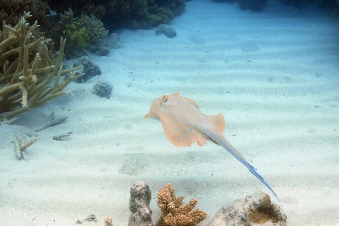 Ocean Spirit Sail to Michaelmas Cay Snorkel or Dive, from Cairns - Food, comfort, and the long trip home