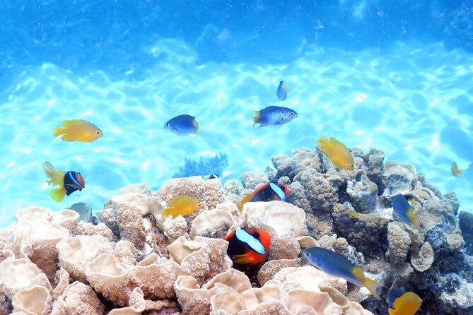 Ocean Spirit Sail to Michaelmas Cay Snorkel or Dive, from Cairns - What the $197.96 price includes