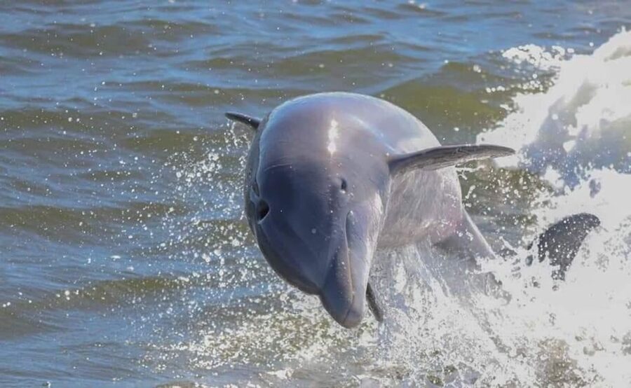 Orange Beach: Dolphin & Sailing Cruise Aboard 52' Catamaran - Sailing Wolf Bay on the Cetacean