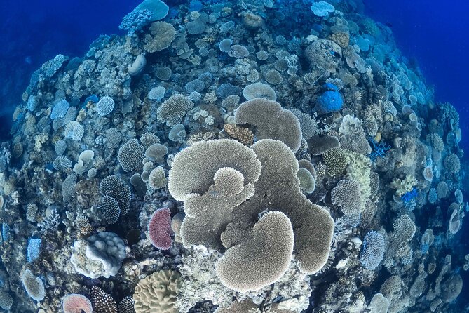 Outer Reef Mackay Cay Sail & Snorkel Adventure from Port Douglas - Why this Mackay Cay trip is different